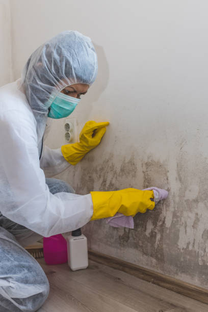 Best Water Damage & Mold Remediation  in Inman, SC