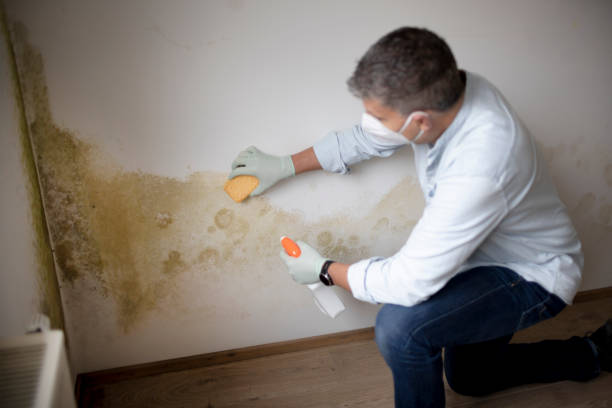 Best Mold Damage Restoration  in Inman, SC