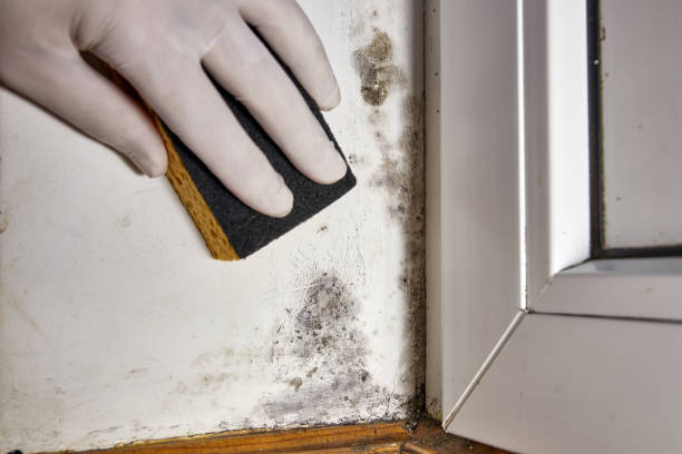 Best Black Mold Removal  in Inman, SC